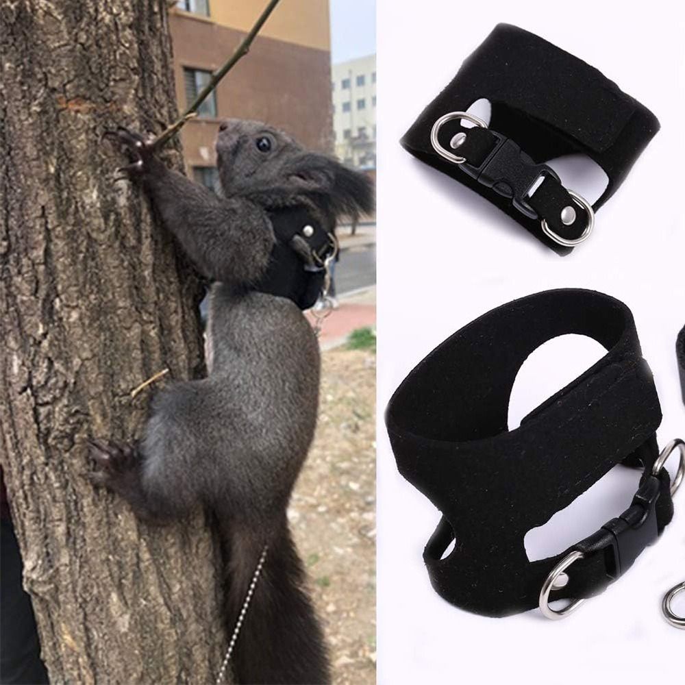 Adjustable Rat Harness and Lea - đánh giá và giá Harness Climbing Adjustable